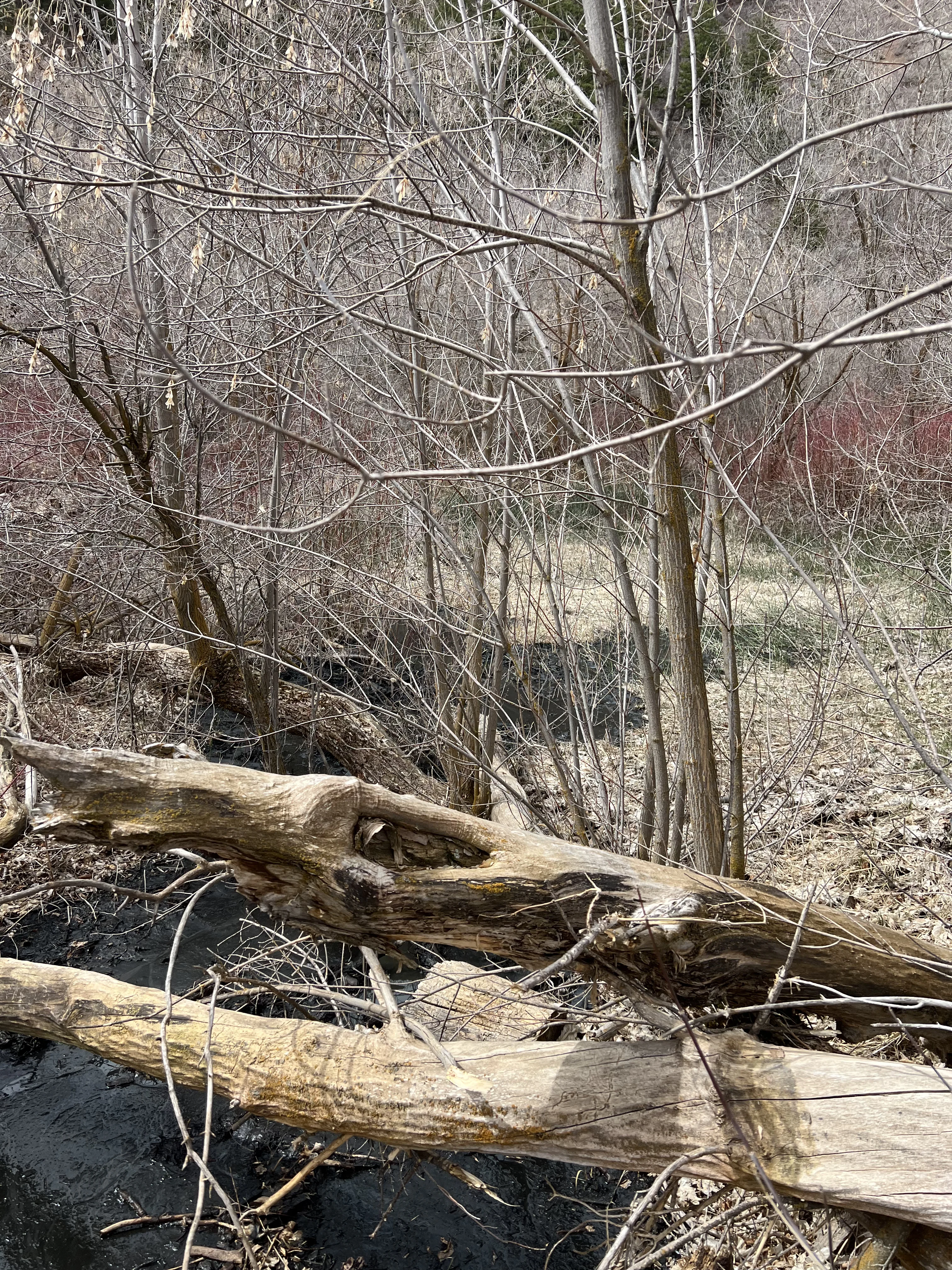 Golf course pond dredging and sediment removal in Utah