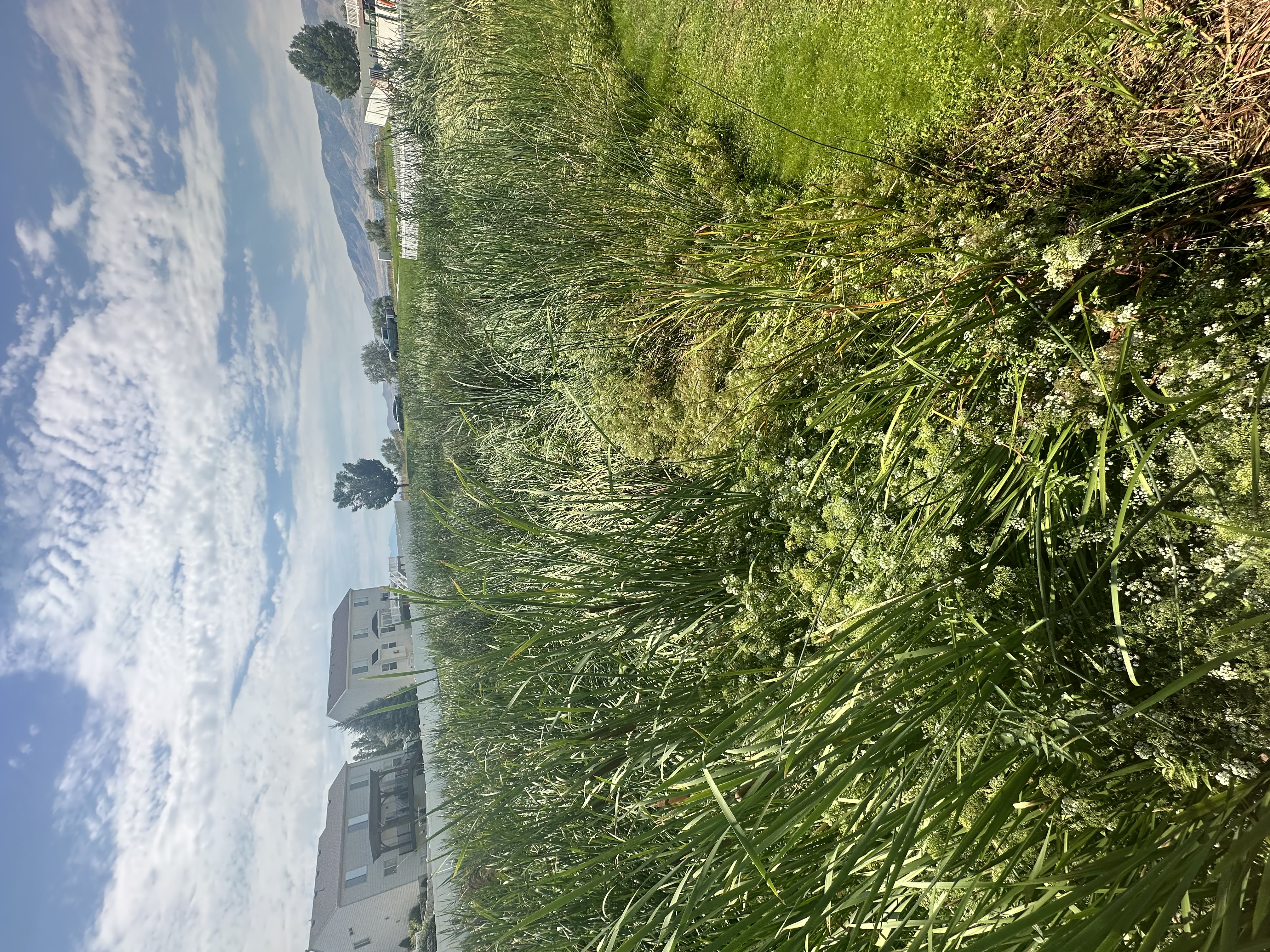 Improved Water Quality through dredging