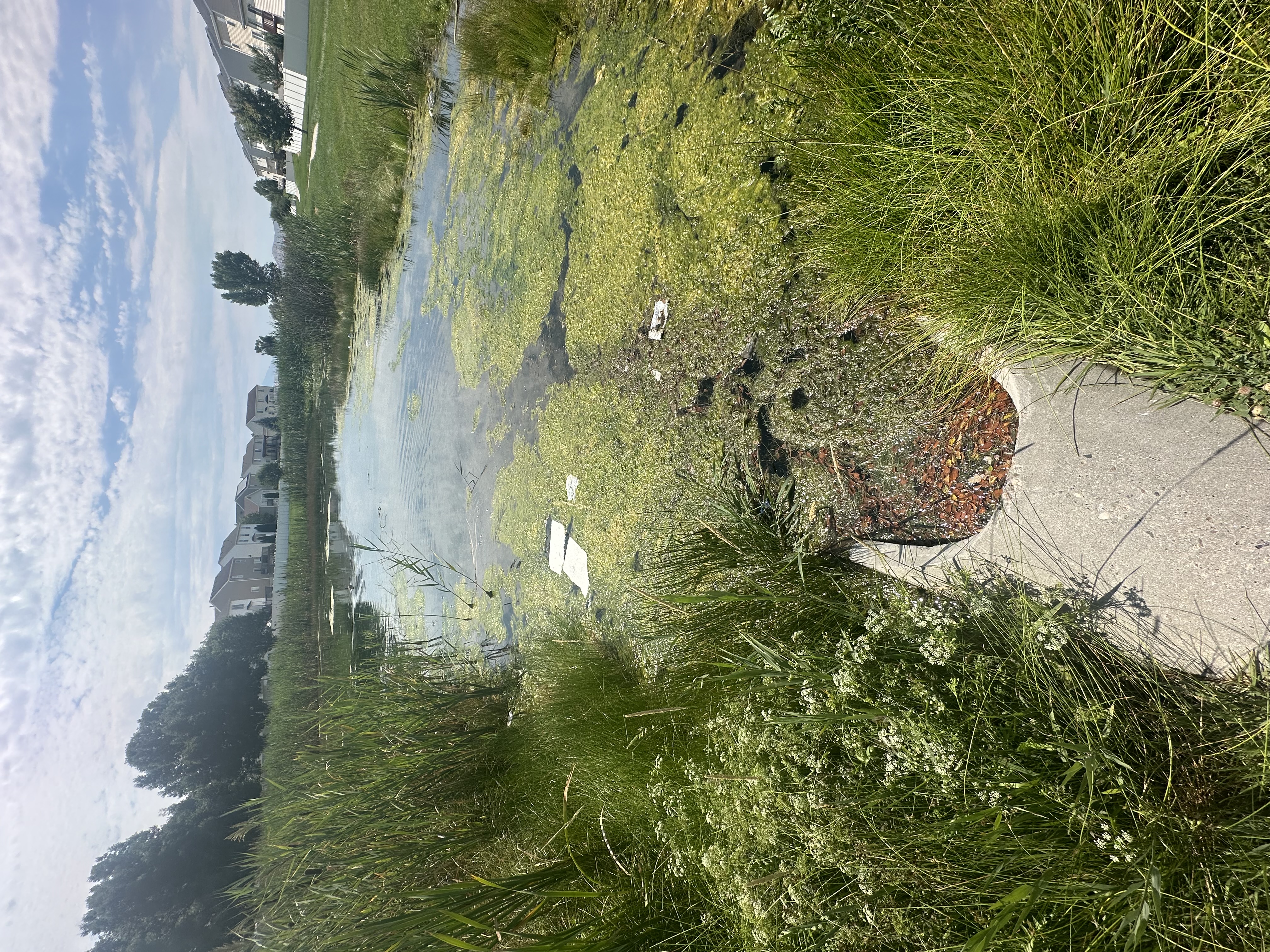 Enhanced Aesthetics through dredging