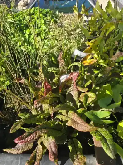 Professional dredging equipment for pond and lake sediment removal in Utah