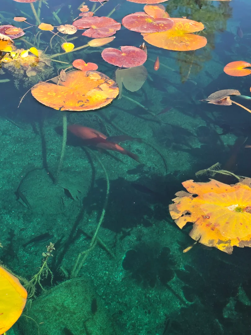 Pond dredging equipment removing sediment in Heber Utah