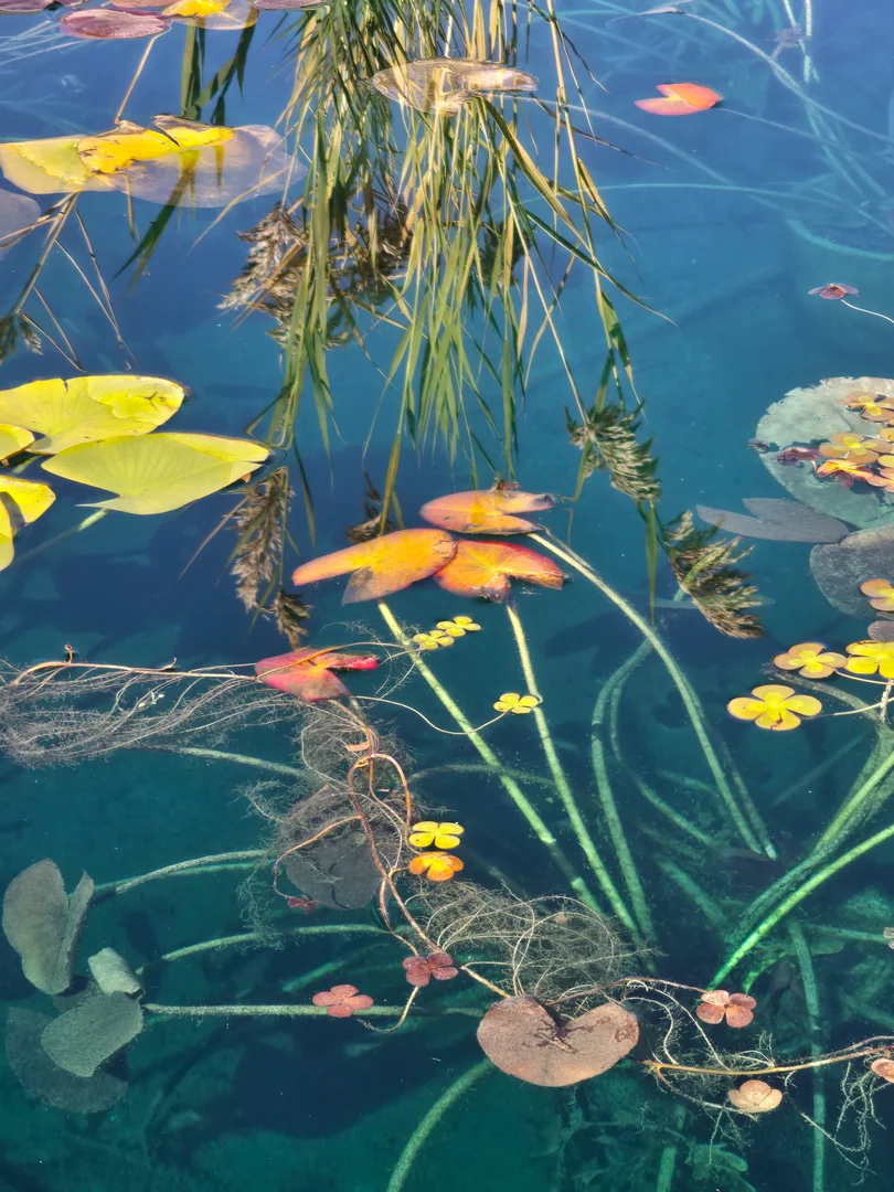 Best time to dredge a pond guide