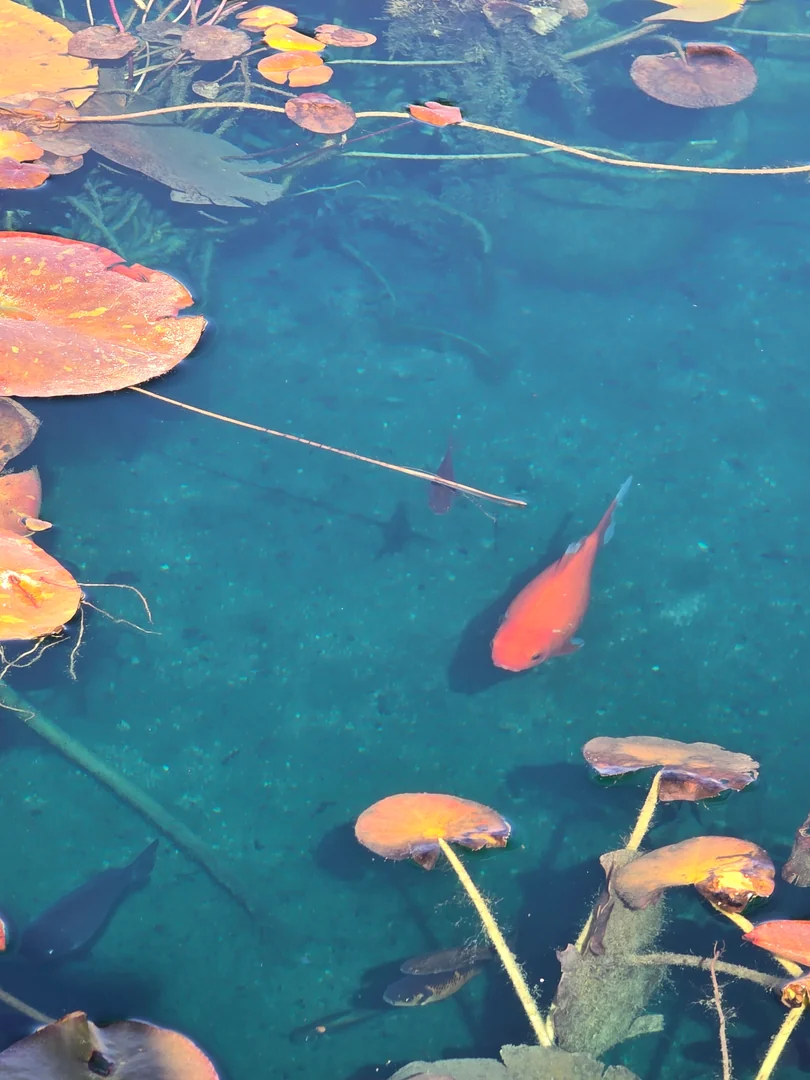 Restored Heber pond after dredging with clear water