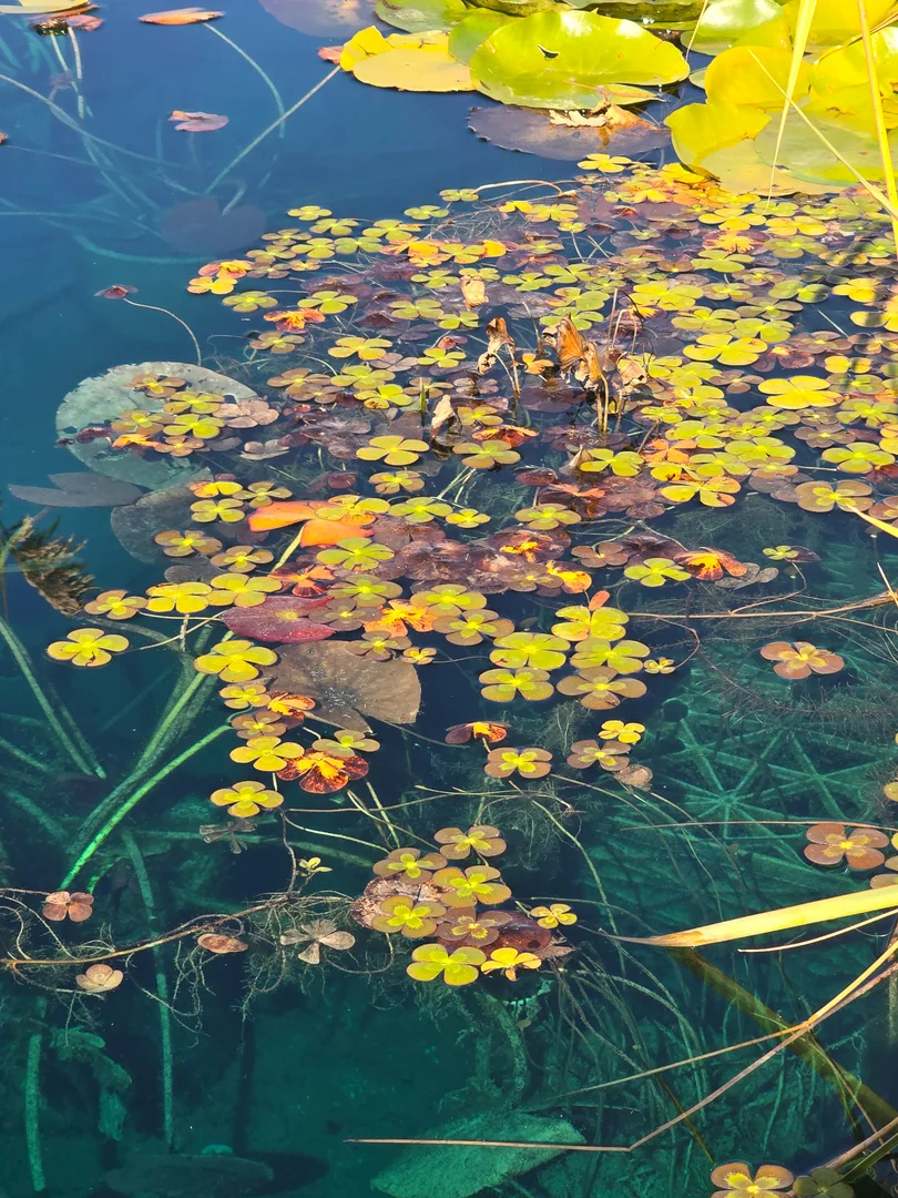 Restored lake with improved water clarity Uintas